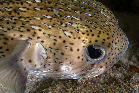 Pufferfish