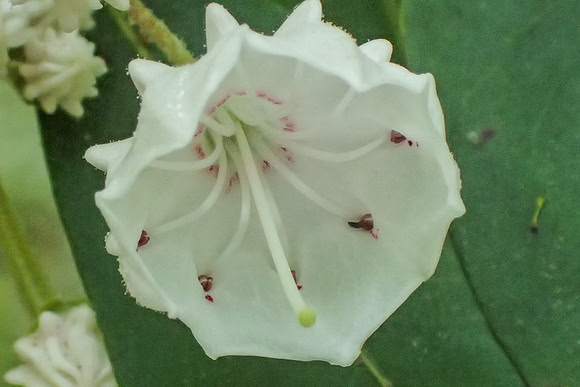 P5300158