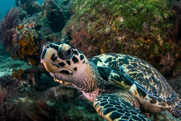 Hawksbill Turtle