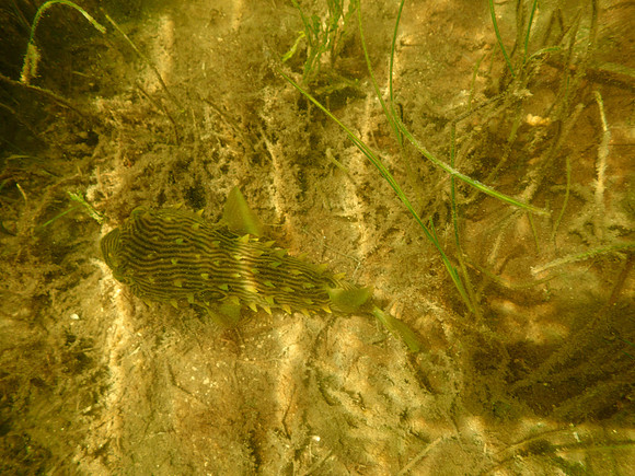 P7130588