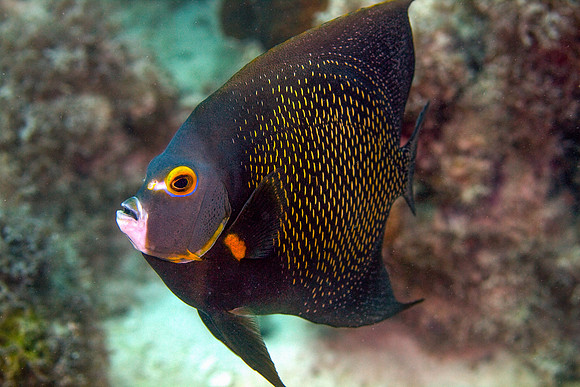 French Angelfish