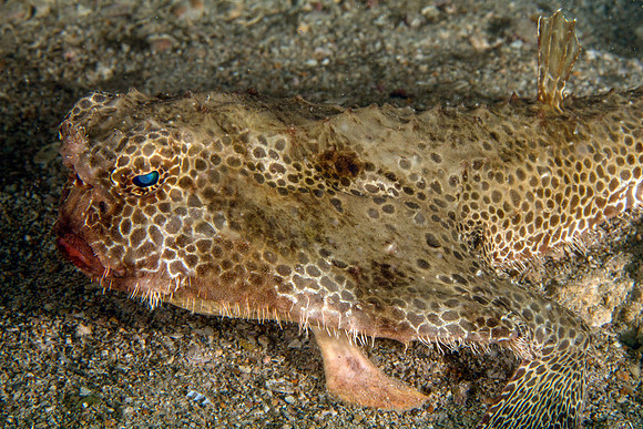 Shortnose Batfish