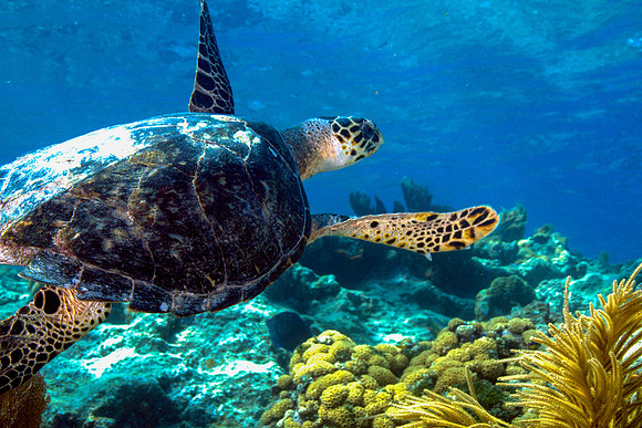 Turtle