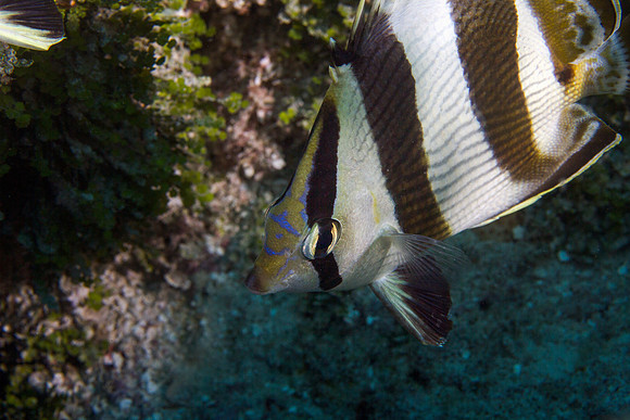 Banded Butterflyfish