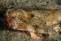 Shortnose Batfish