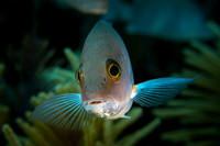 Snapper