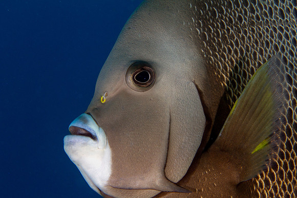 Gray Angelfish