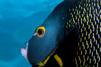 French Angelfish