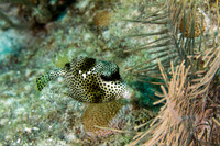 _MG_9532-Edit