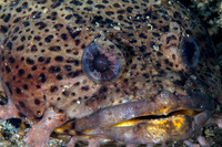 Leopard Toadfish