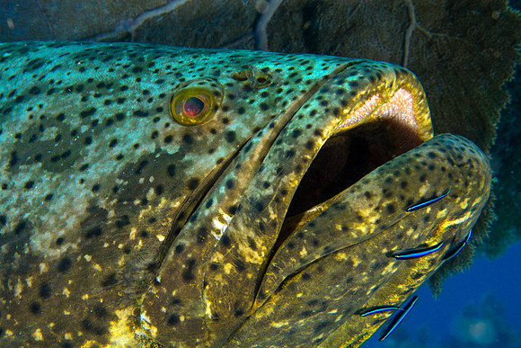 Goliath Grouper at cleaning station