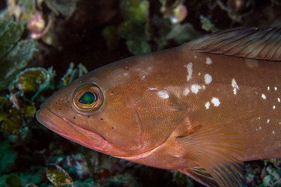 Red Grouper