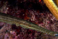 Trumpetfish