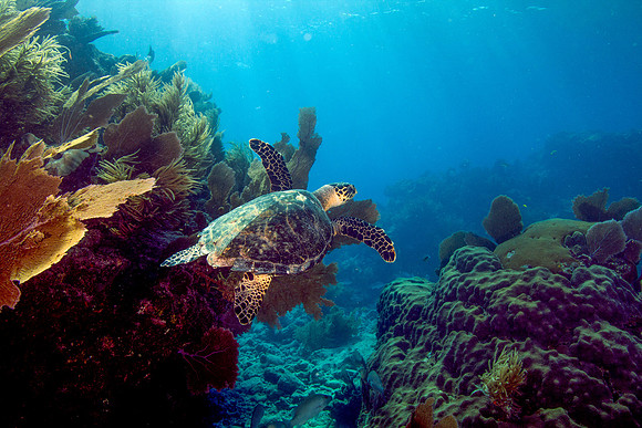 Turtle