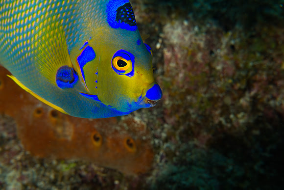 Queen Angelfish