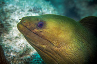 Green Moray