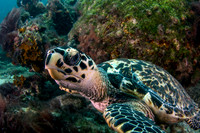 Hawksbill Turtle