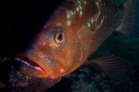 Red Grouper