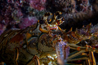 Spiny Lobster