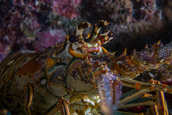 Spiny Lobster