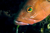Red Grouper
