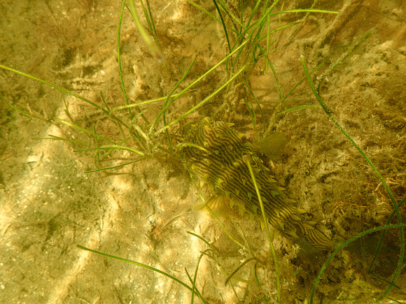P7130585